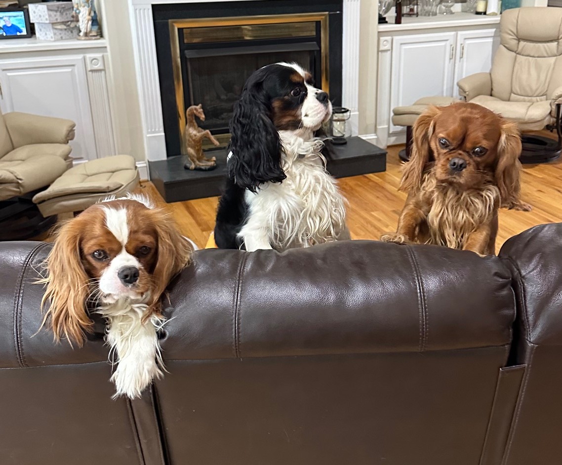 Three Cavaliers gathered around a sofa in the living room