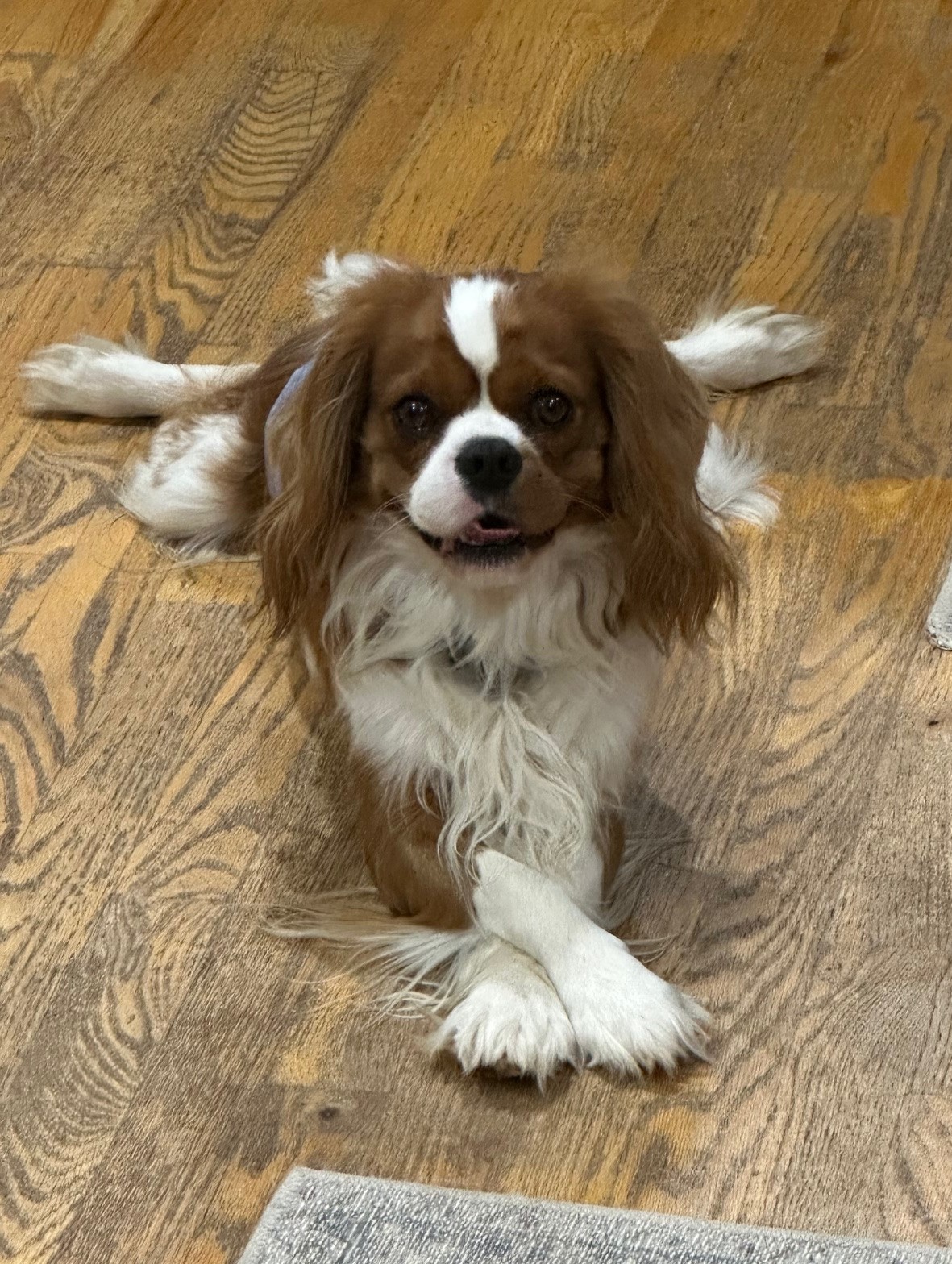 Prince Ruger of Gloucester, a Blenheim Cavalier King Charles Spaniel