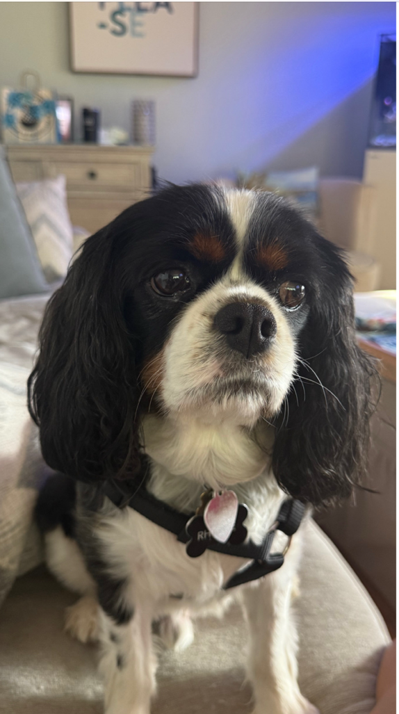 Rhodie, a Tricolor Cavalier placed in Alumni