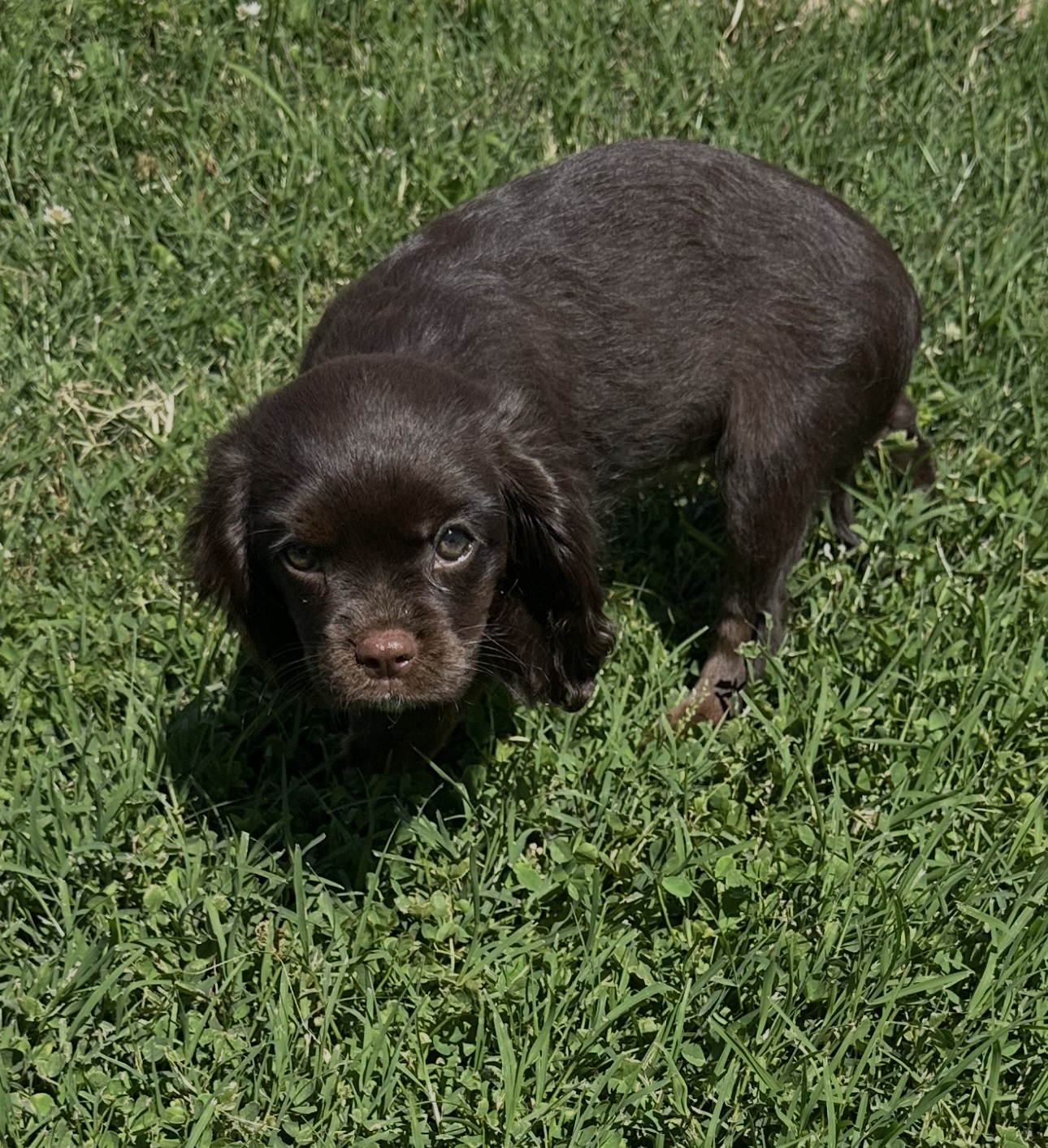 Godiva, a Chocolate Cavalier King Charles Spaniel