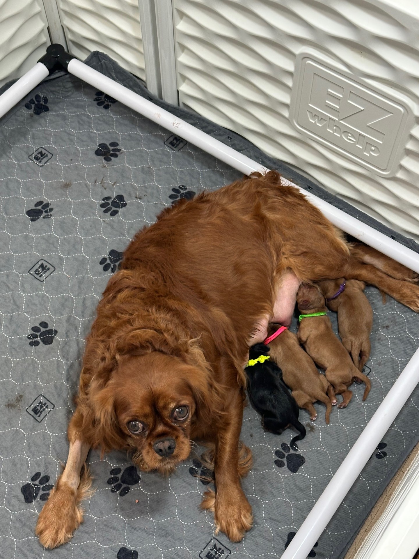 Merlot, a Ruby Cavalier King Charles Spaniel, nursing her newborn puppies in a whelping box