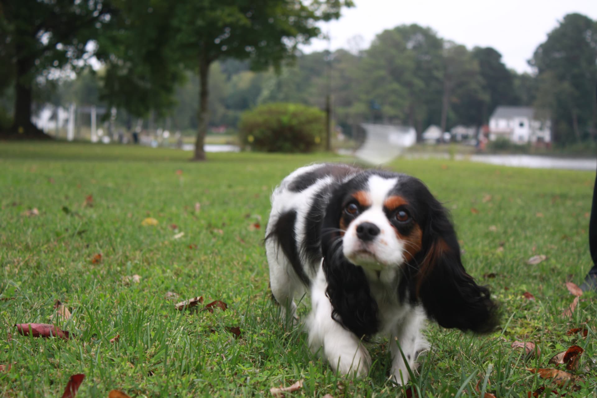 Avery, a Tricolor Cavalier King Charles Spaniel