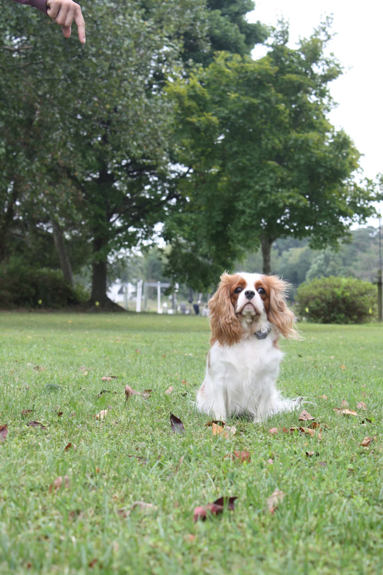 Lady Sasha of Gloucester, a Blenheim Cavalier King Charles Spaniel