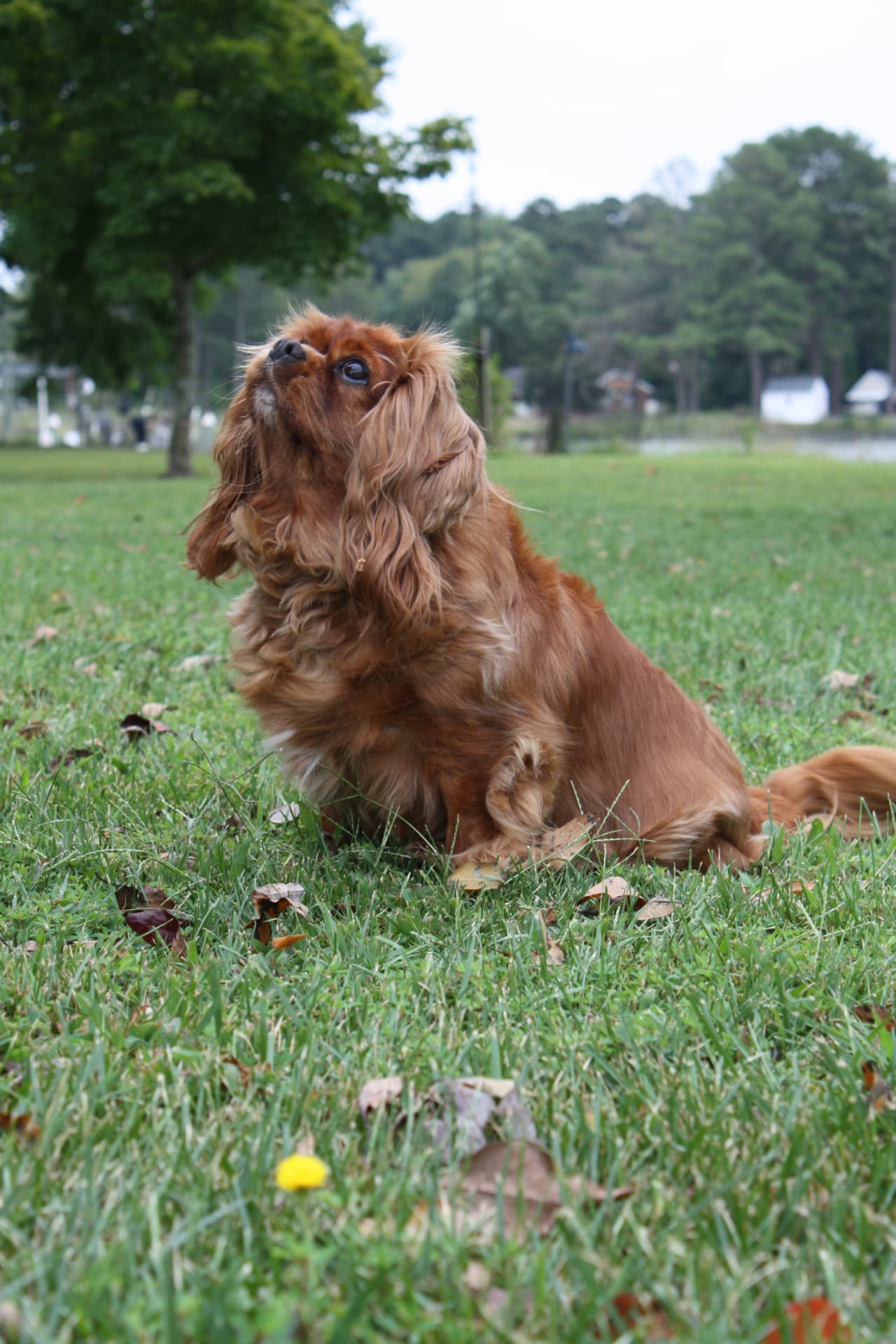 Lady Marlee of Gloucester, a Ruby Cavalier King Charles Spaniel