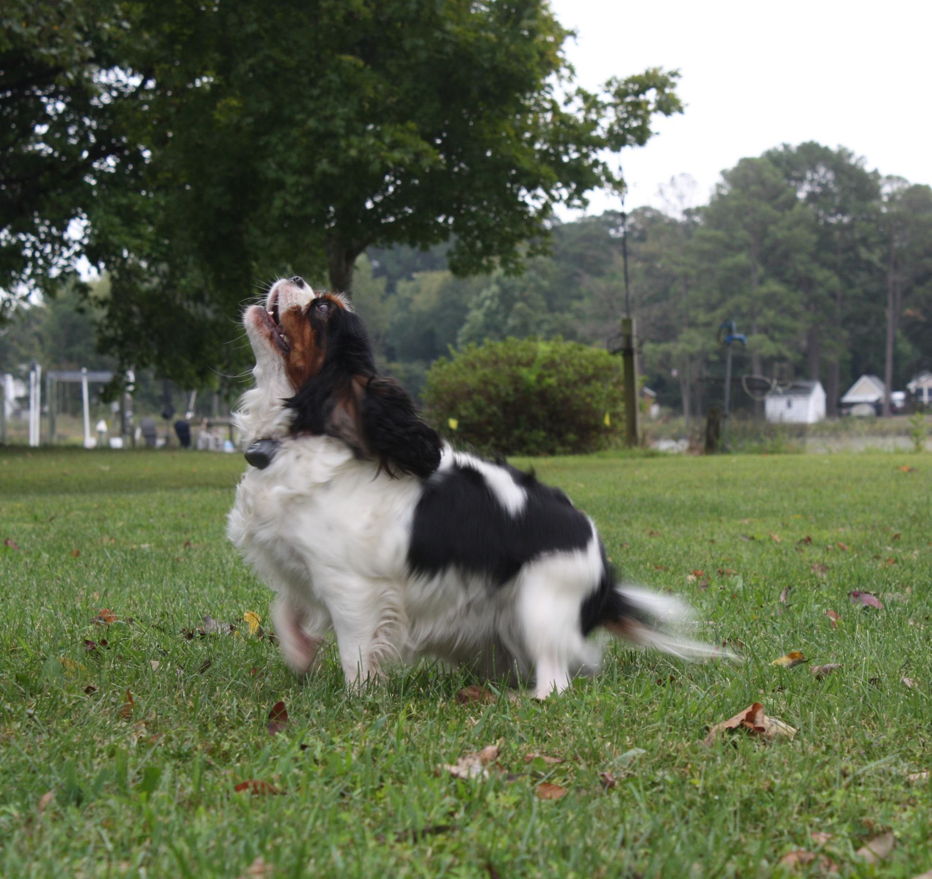 Tory, a Tricolor Cavalier King Charles Spaniel