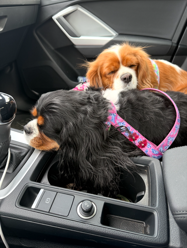 Cassidy, a Blenheim Cavalier King Charles Spaniel