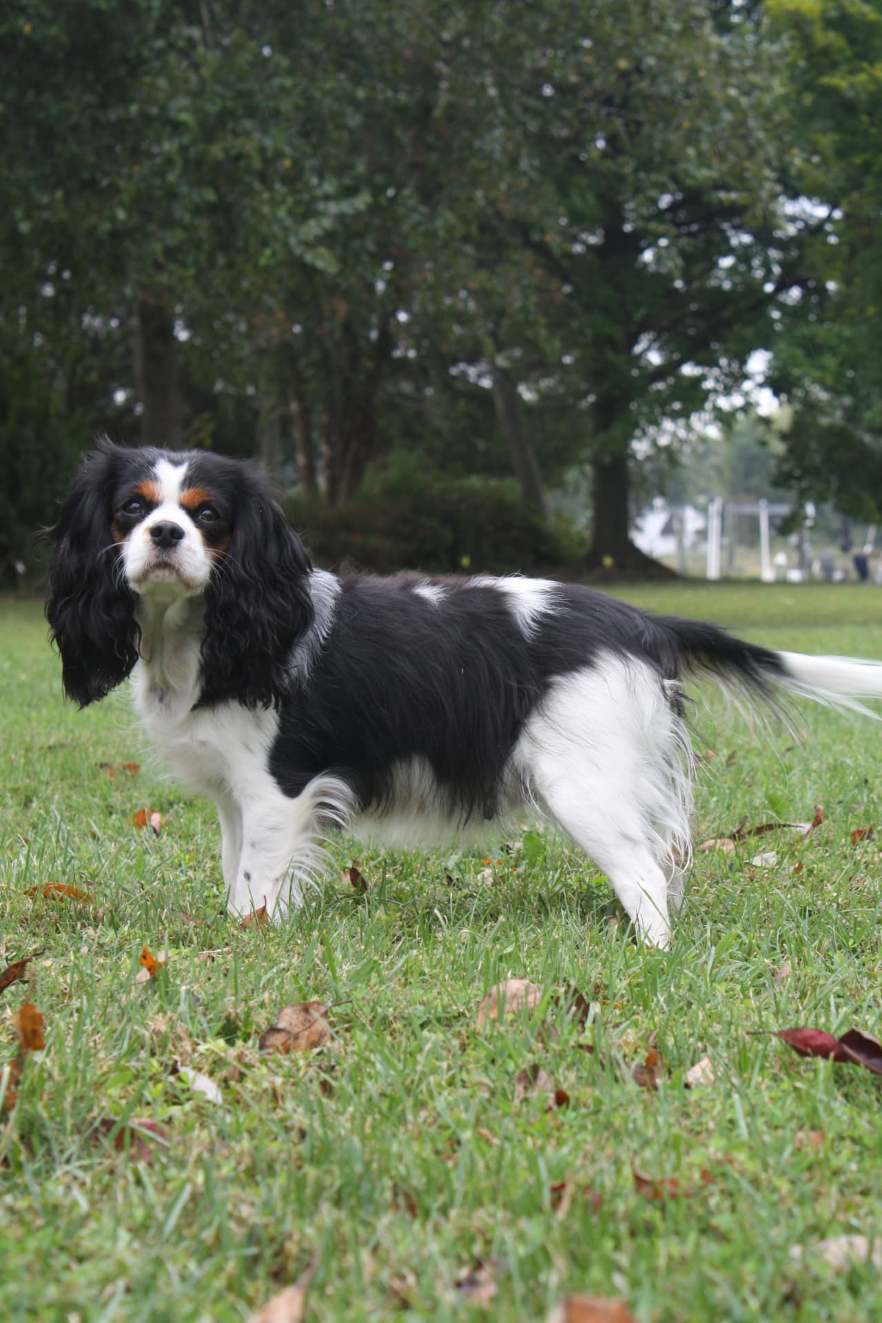 Lady Avery Matthews of Gloucester, a Tricolor Cavalier King Charles Spaniel