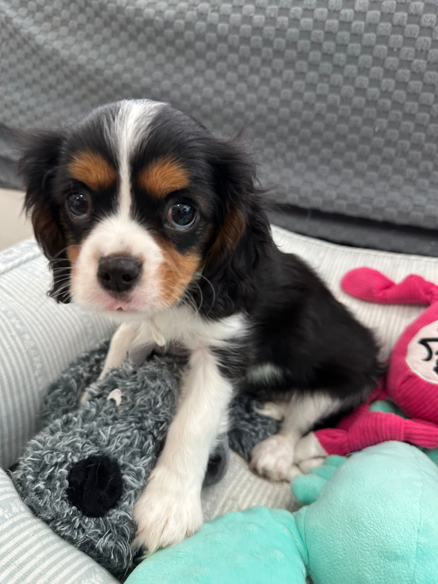 Tricolor Cavalier puppy sitting with plush toys