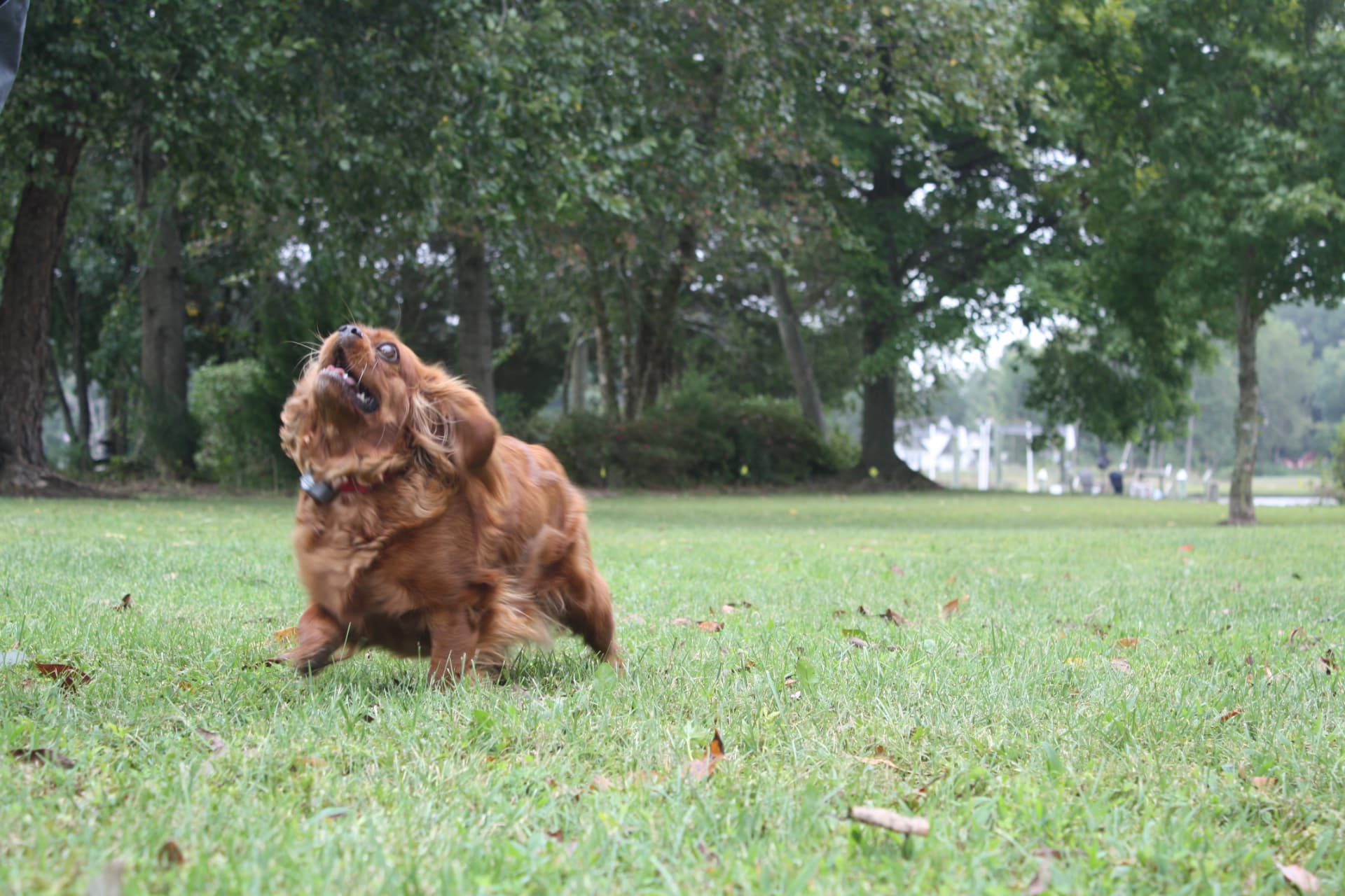 Merlot, a Ruby Cavalier King Charles Spaniel