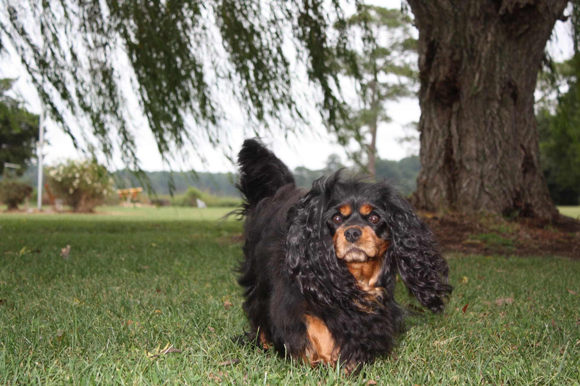 Abby, a Black & Tan Cavalier King Charles Spaniel
