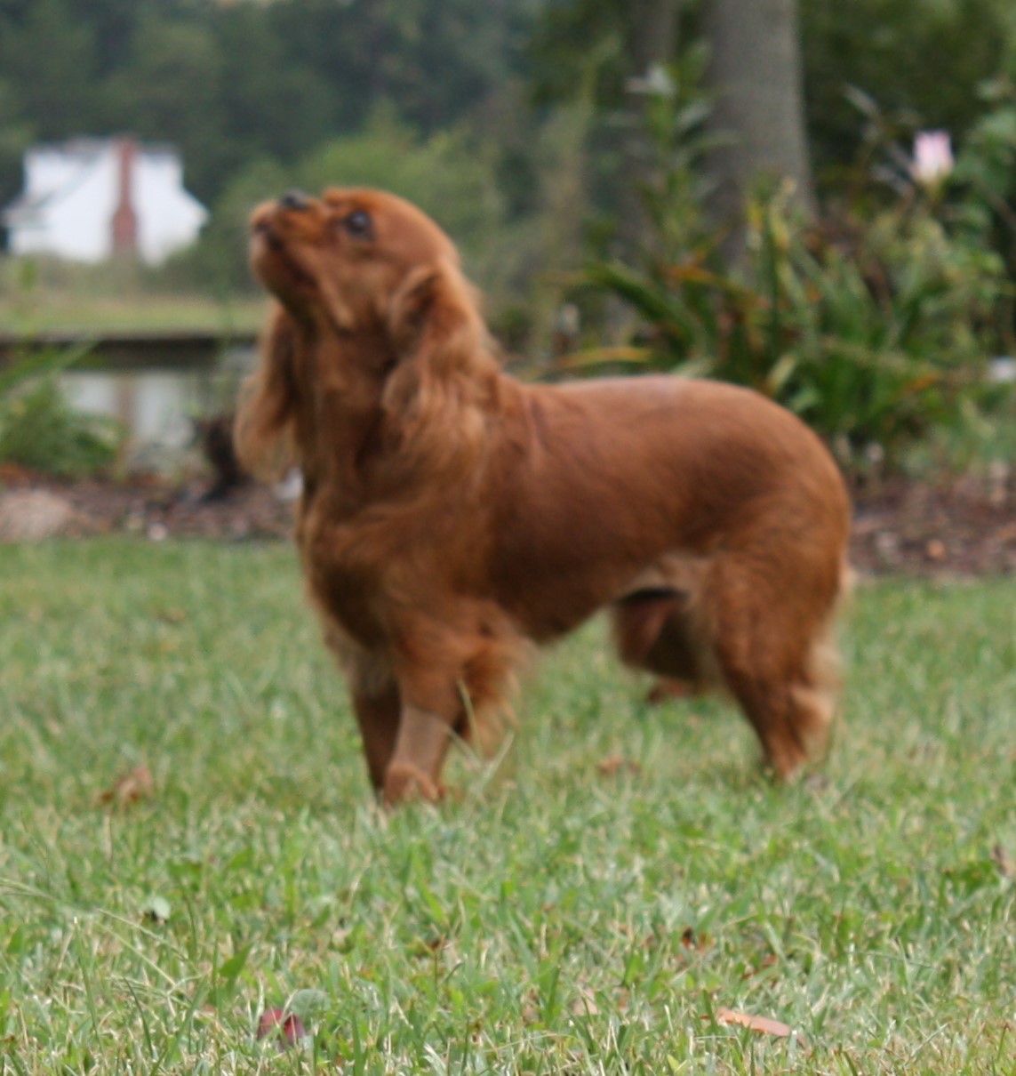 Keelie, a Ruby Cavalier King Charles Spaniel