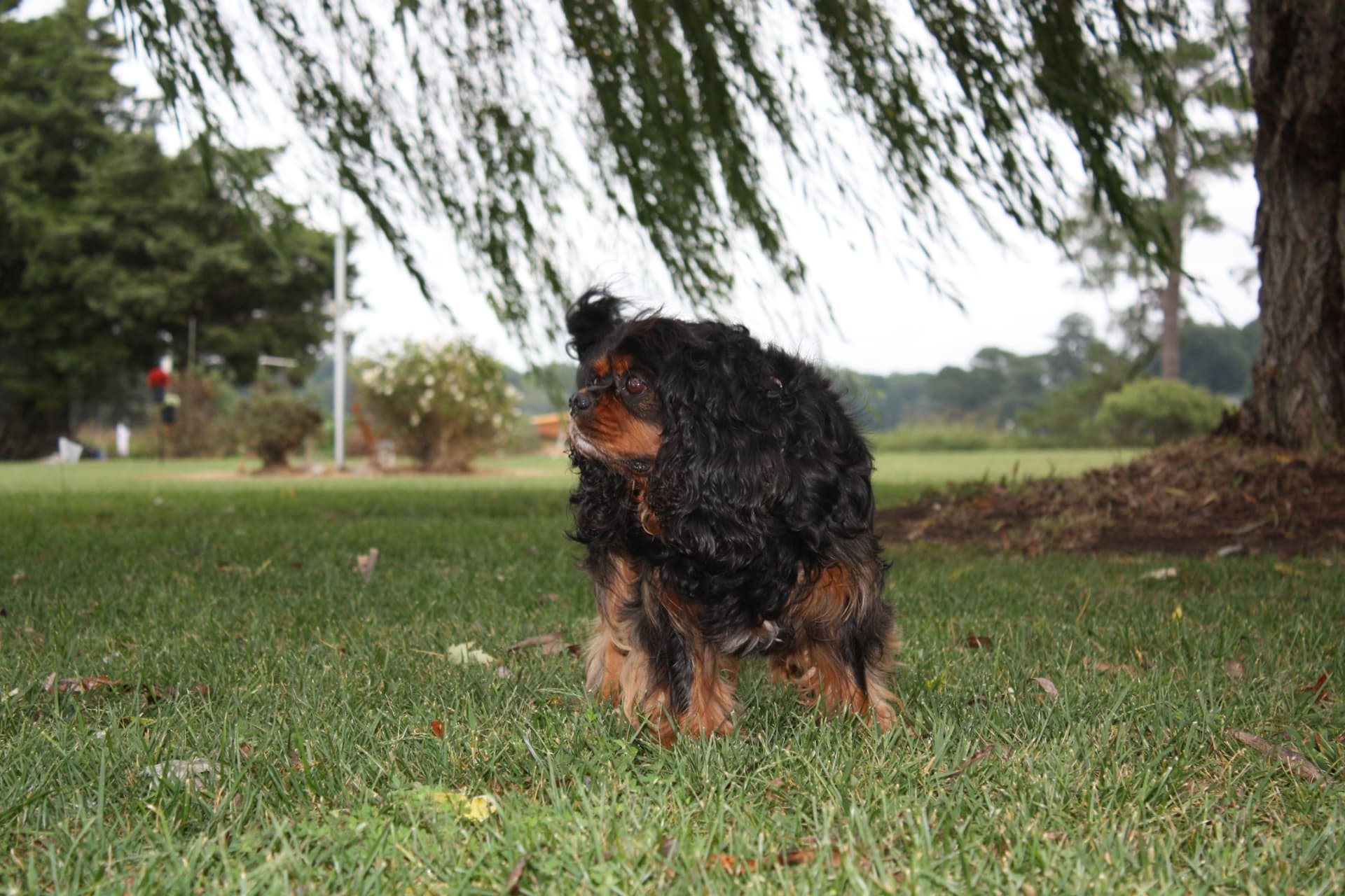 Bailey, a Black & Tan Cavalier King Charles Spaniel
