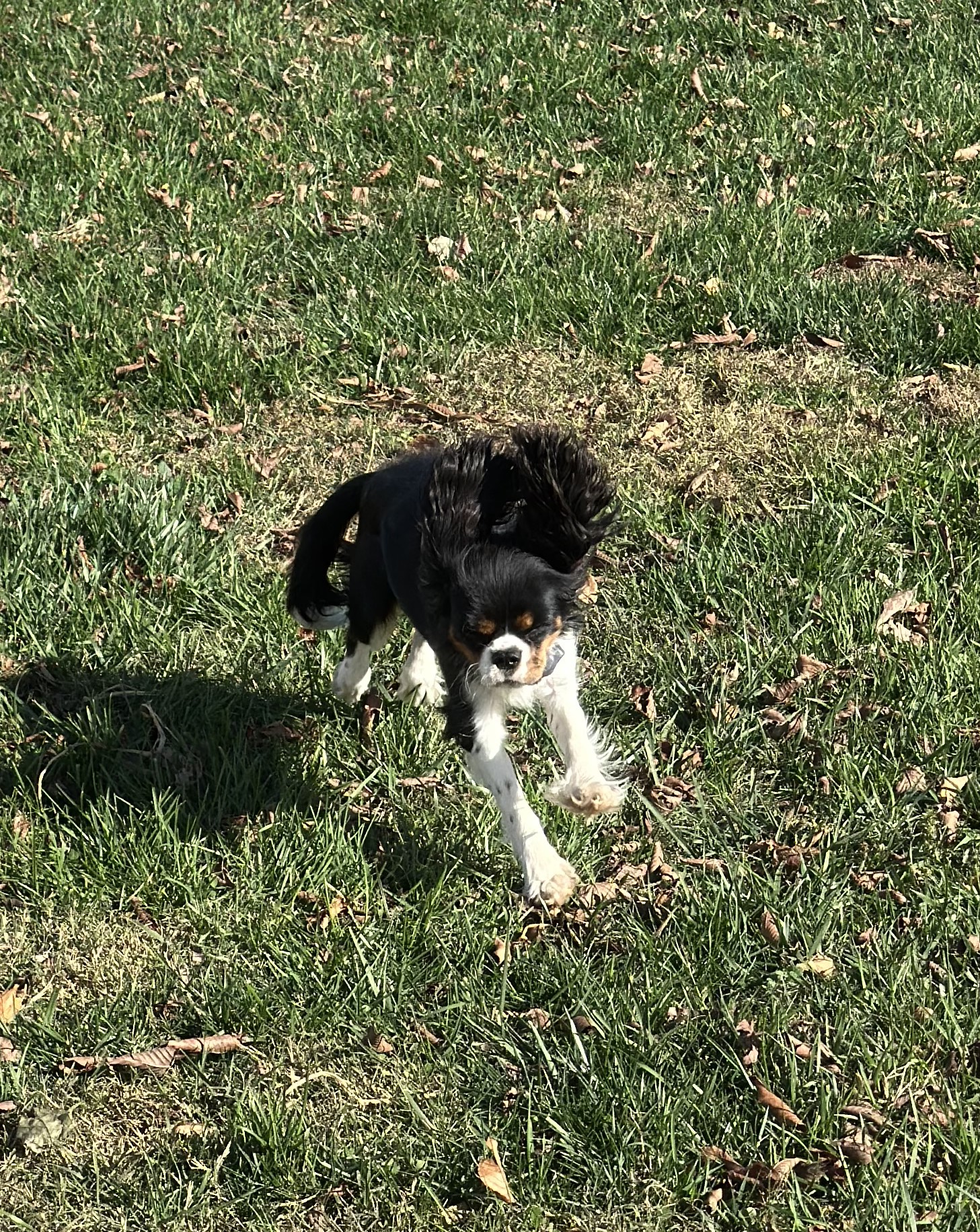 Willow, a Tricolor Cavalier King Charles Spaniel
