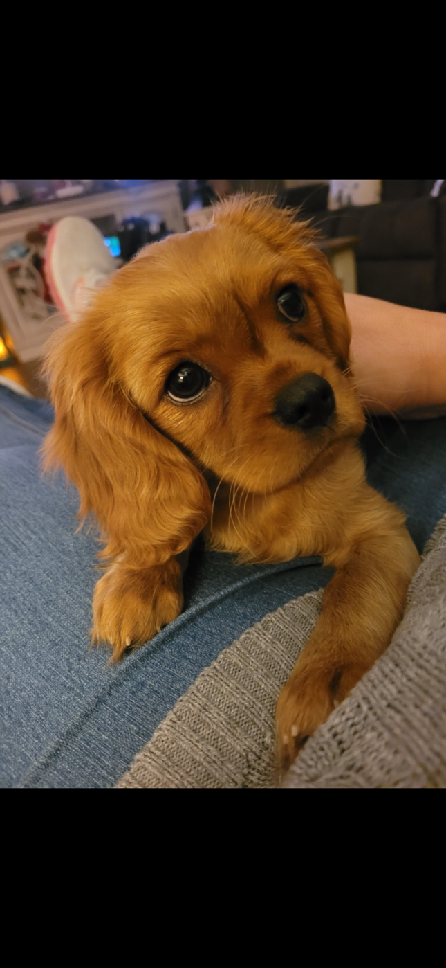 Gracie, a Ruby Cavalier King Charles Spaniel