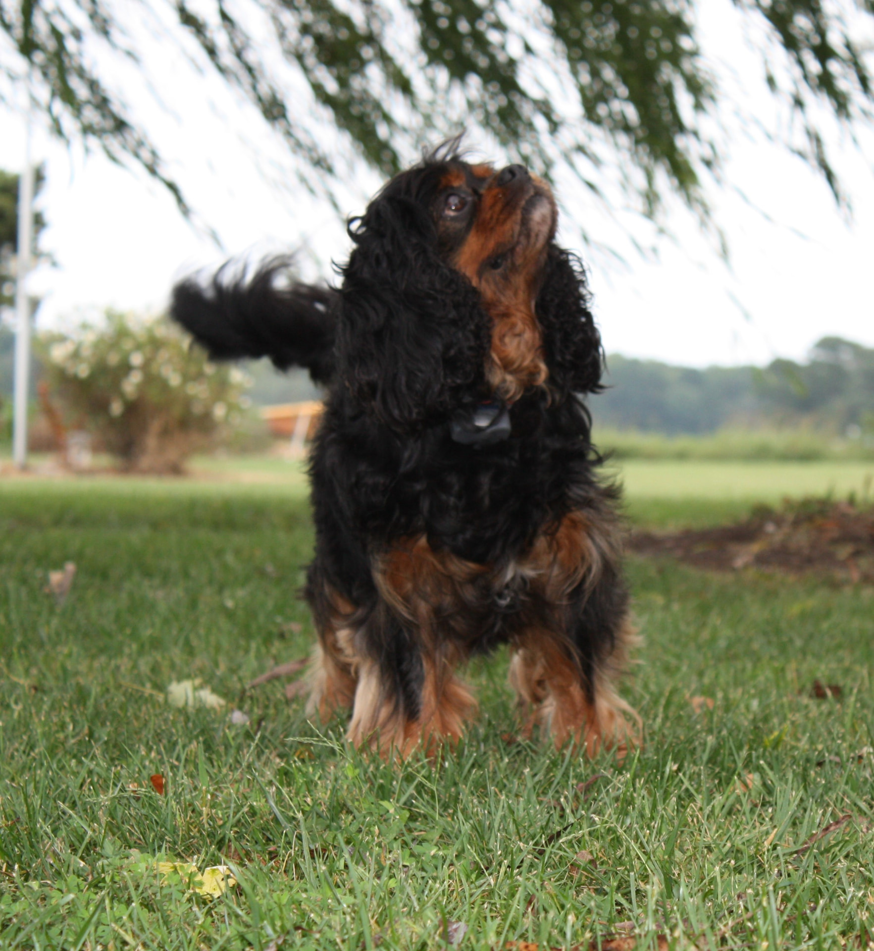 Bailey, a Black & Tan Cavalier King Charles Spaniel