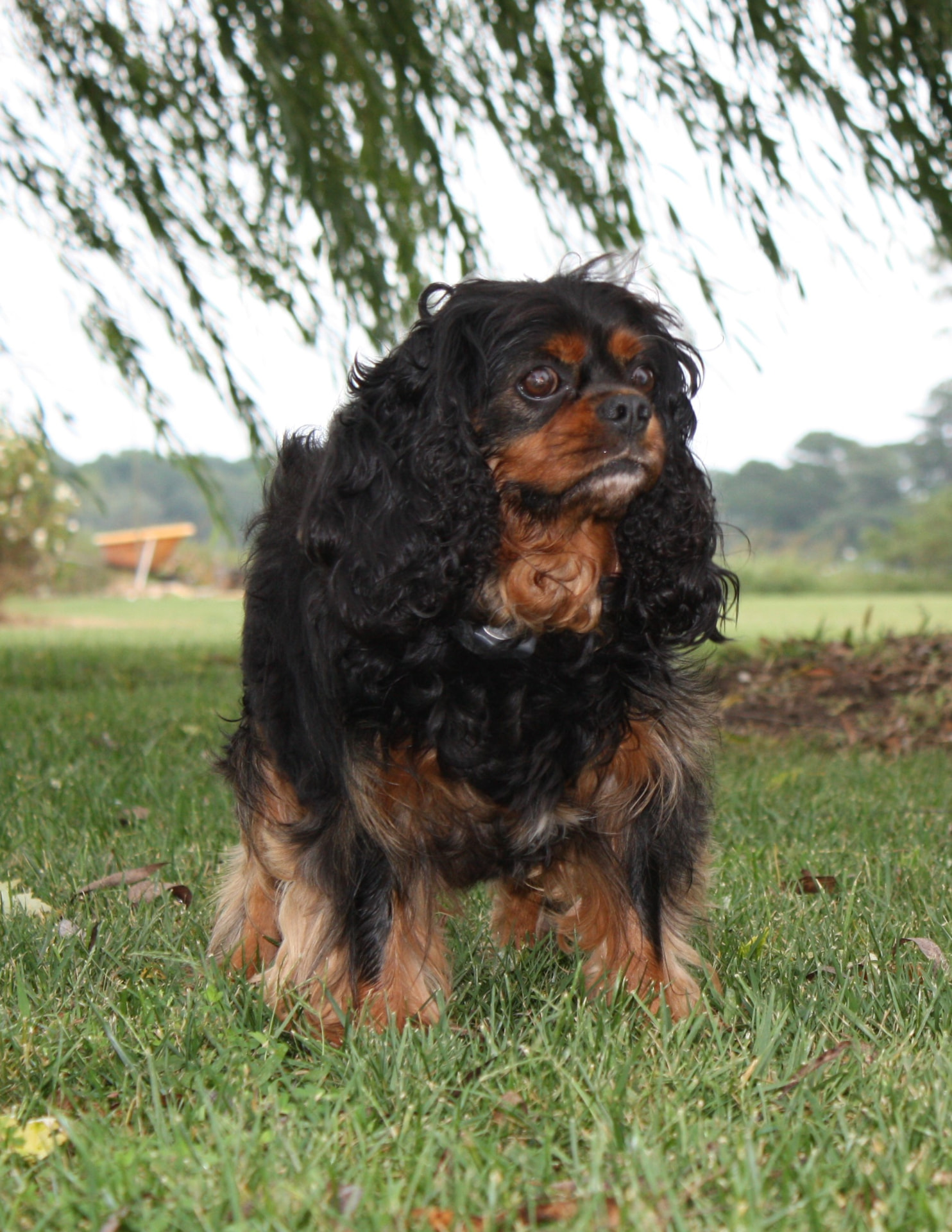 Sir Bailey of Timber Creek, a Black & Tan Cavalier King Charles Spaniel