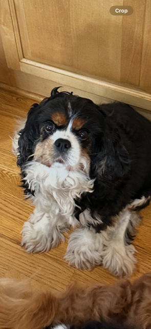 A tricolor Cavalier sitting on a hardwood floor