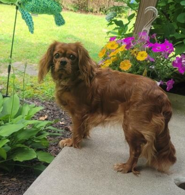 Gracie, a Ruby Cavalier placed in Alumni
