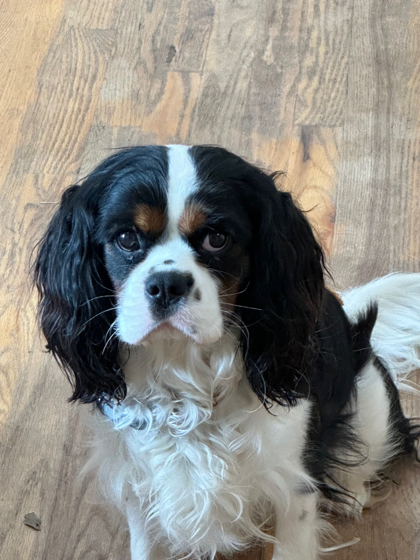 Brodie, a Tricolor Cavalier King Charles Spaniel