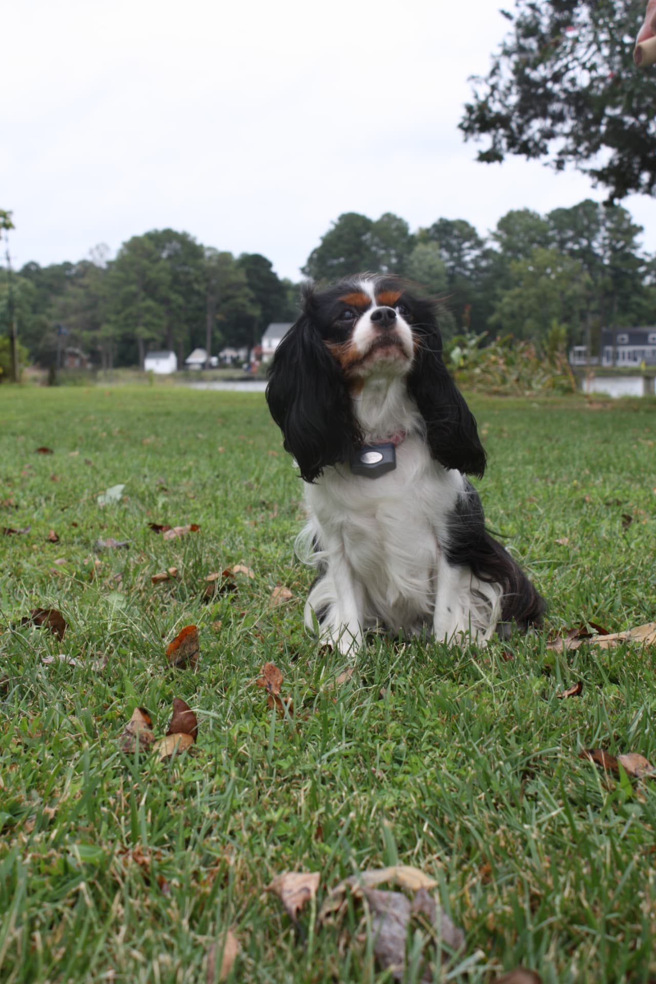 Lady Layla Matthews of Gloucester, a Tricolor Cavalier King Charles Spaniel