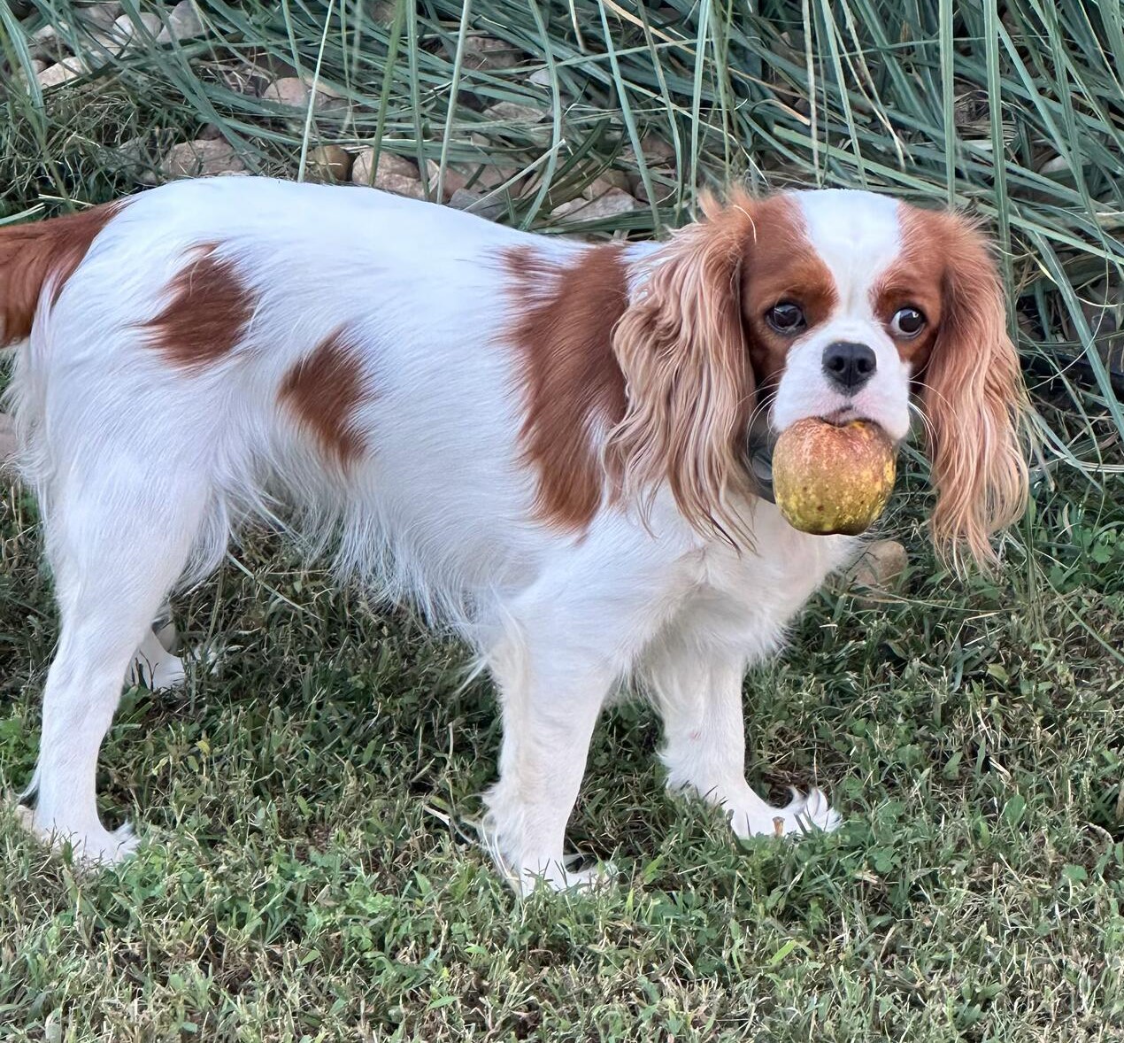 Sasha, a Blenheim Cavalier King Charles Spaniel