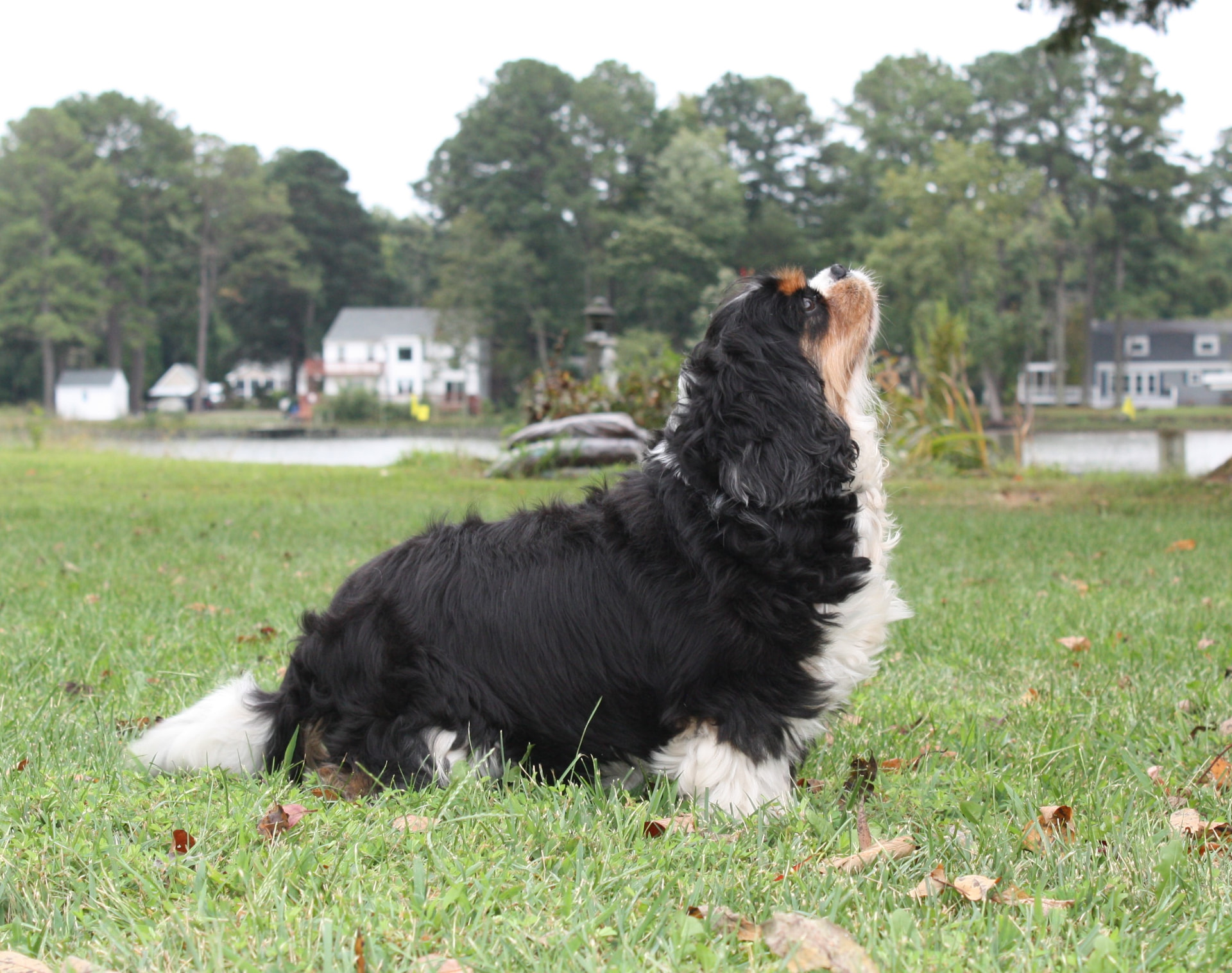 Izzie, photo 3