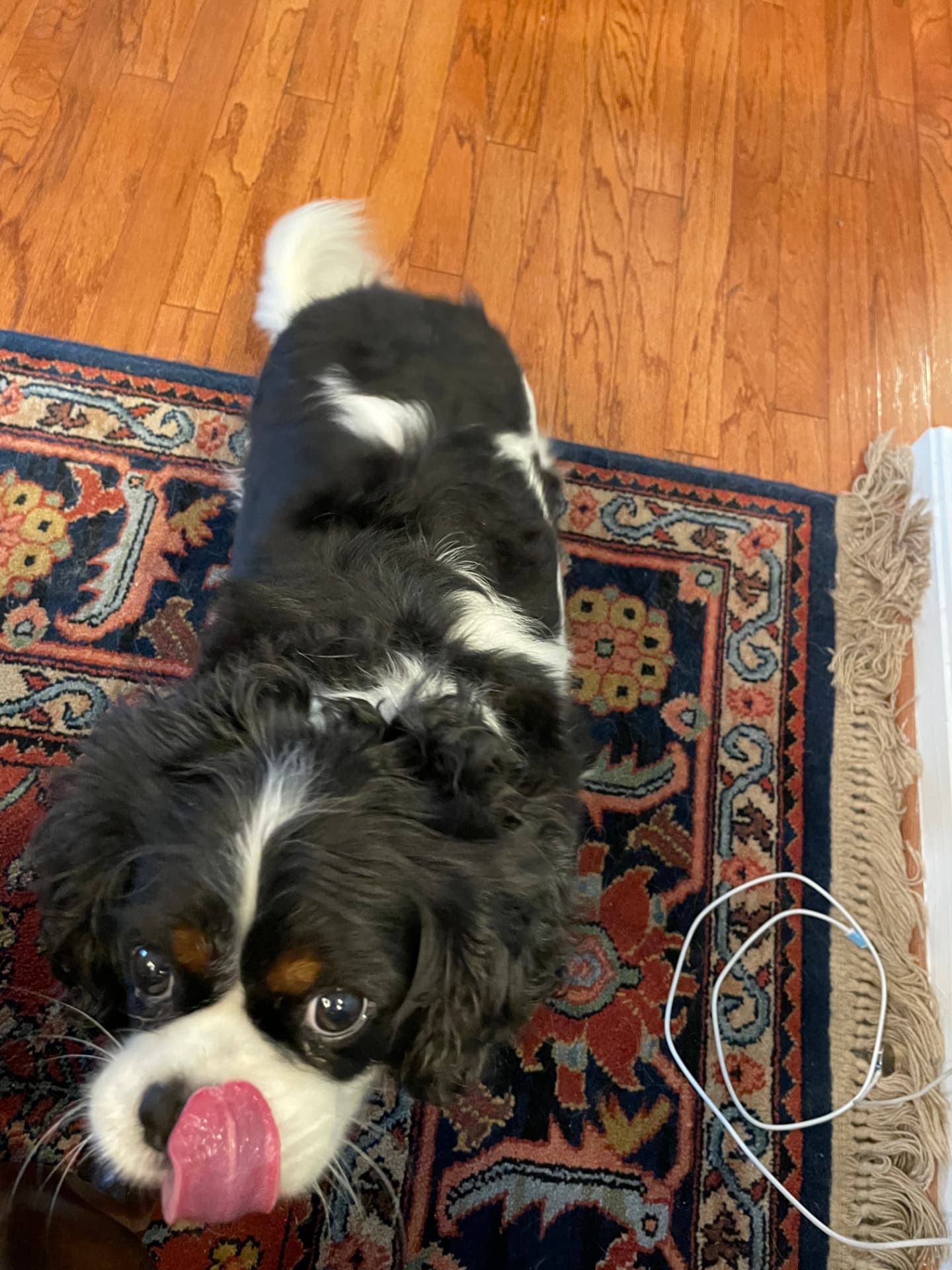 Theo, a Tricolor Cavalier King Charles Spaniel