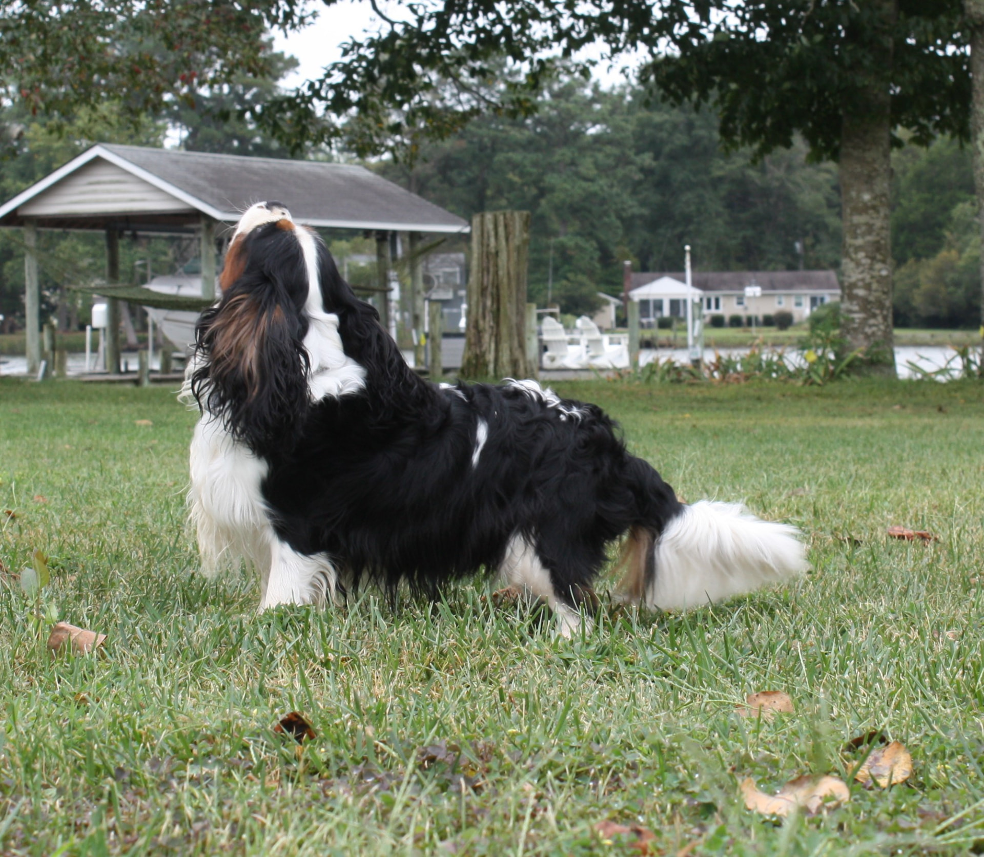 Skylar, a Tricolor Cavalier King Charles Spaniel