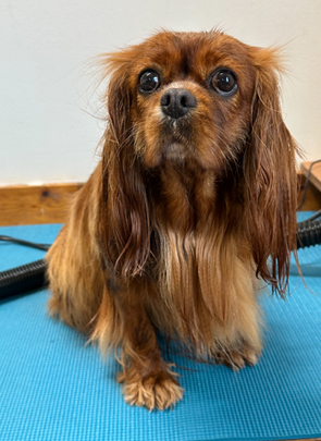 A ruby Cavalier sitting on a blue mat