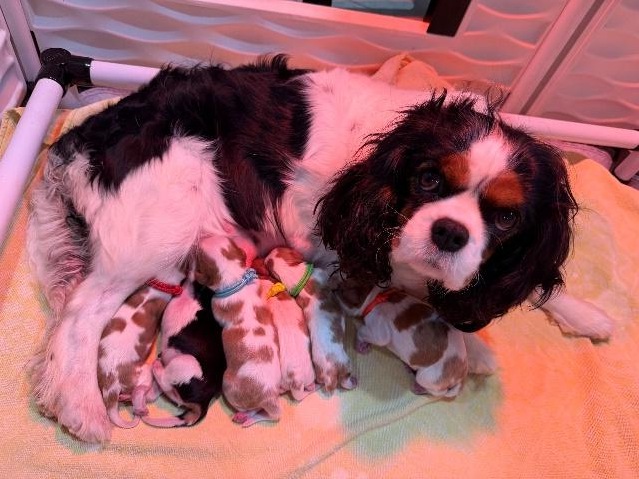 Victoria (Tori) nursing her six newborn Cavalier puppies