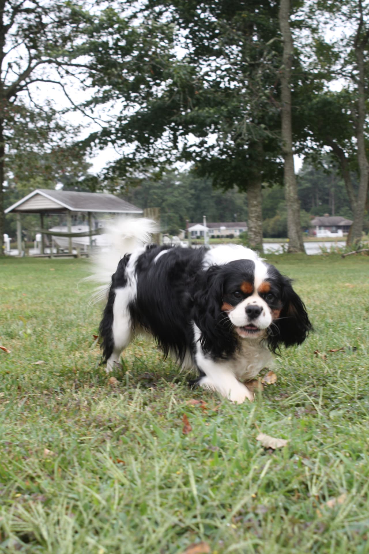 Brodie, a Tricolor Cavalier King Charles Spaniel