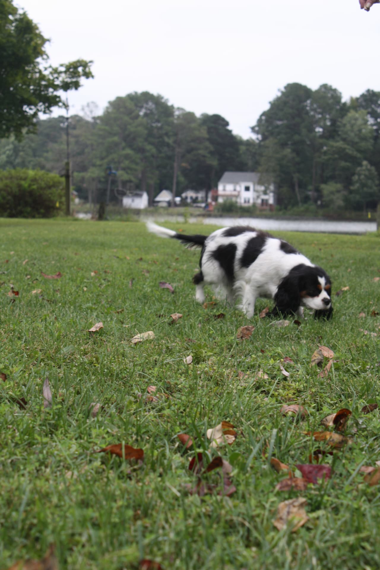 Avery, a Tricolor Cavalier King Charles Spaniel