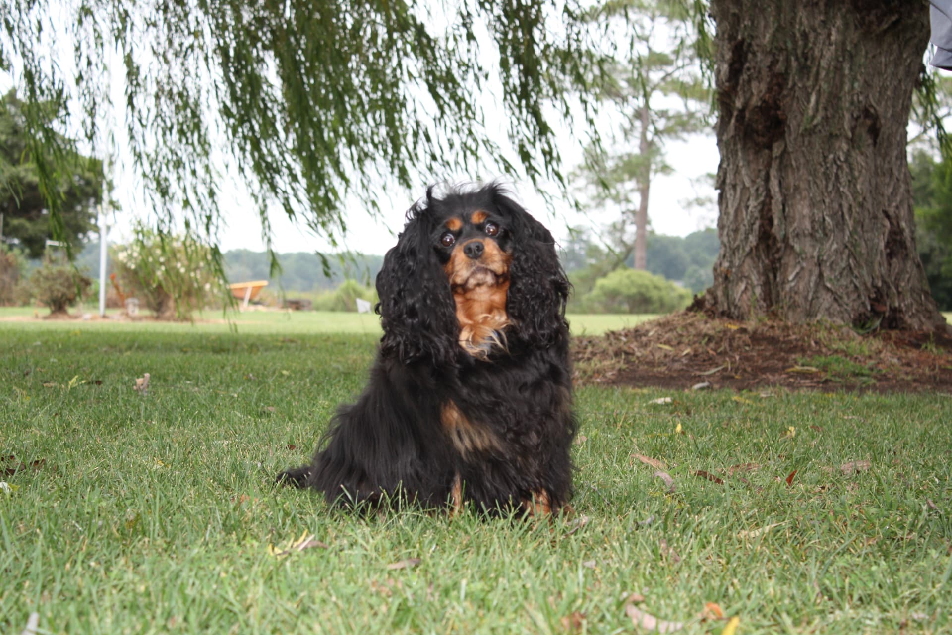 Abby, a Black and Tan Cavalier King Charles Spaniel, sitting in the grass beneath a willow tree