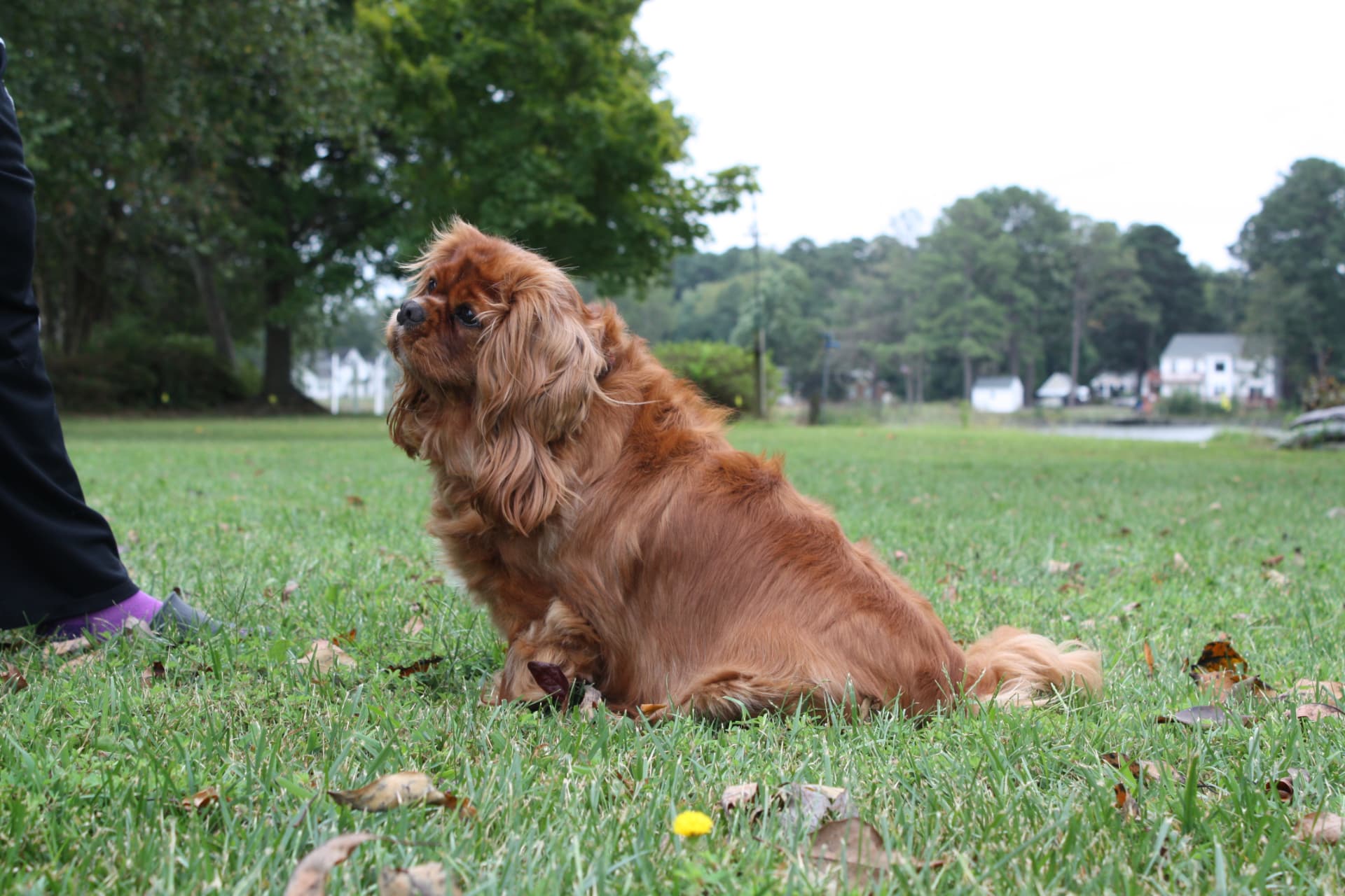 Marlee, a Ruby Cavalier King Charles Spaniel