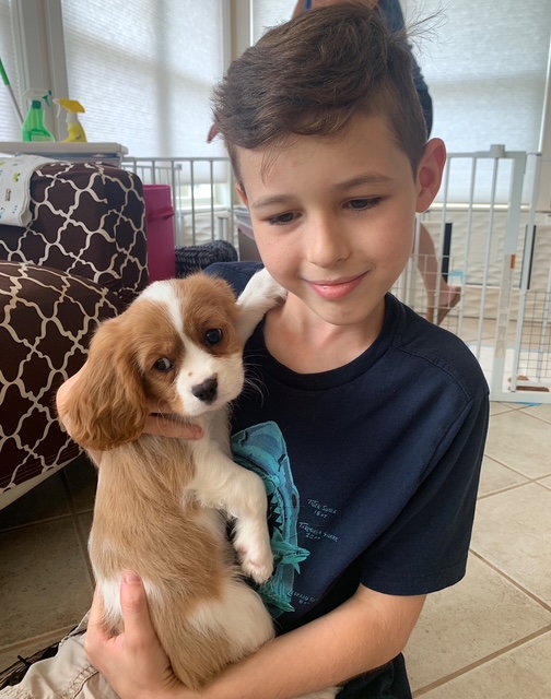 A young boy holding a Blenheim Cavalier King Charles Spaniel puppy