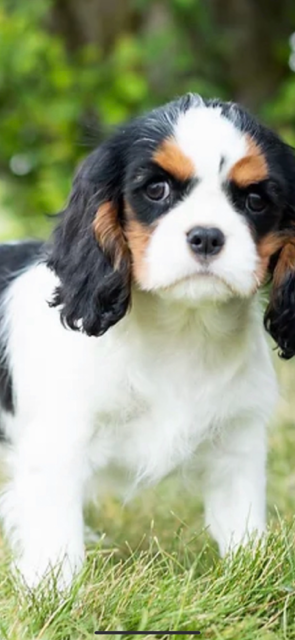 Avery, a Tricolor Cavalier King Charles Spaniel