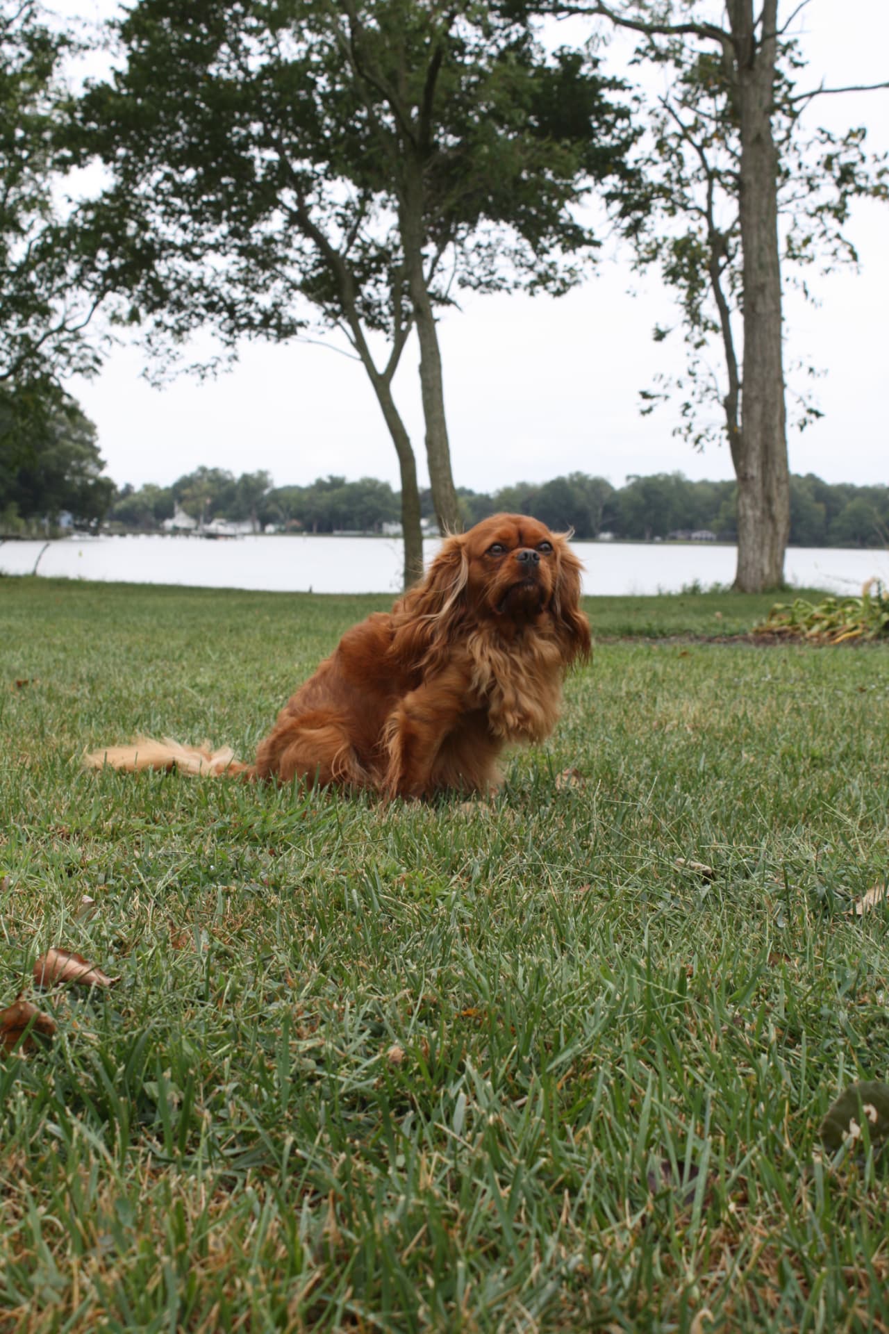 Toby, a Ruby Cavalier King Charles Spaniel