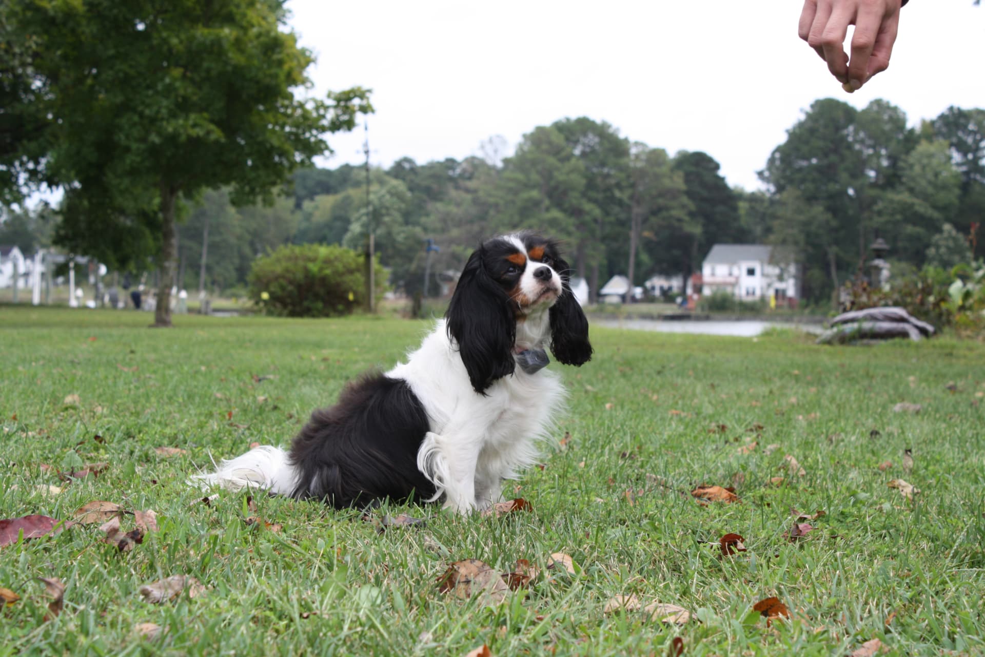 Layla, a Tricolor Cavalier King Charles Spaniel