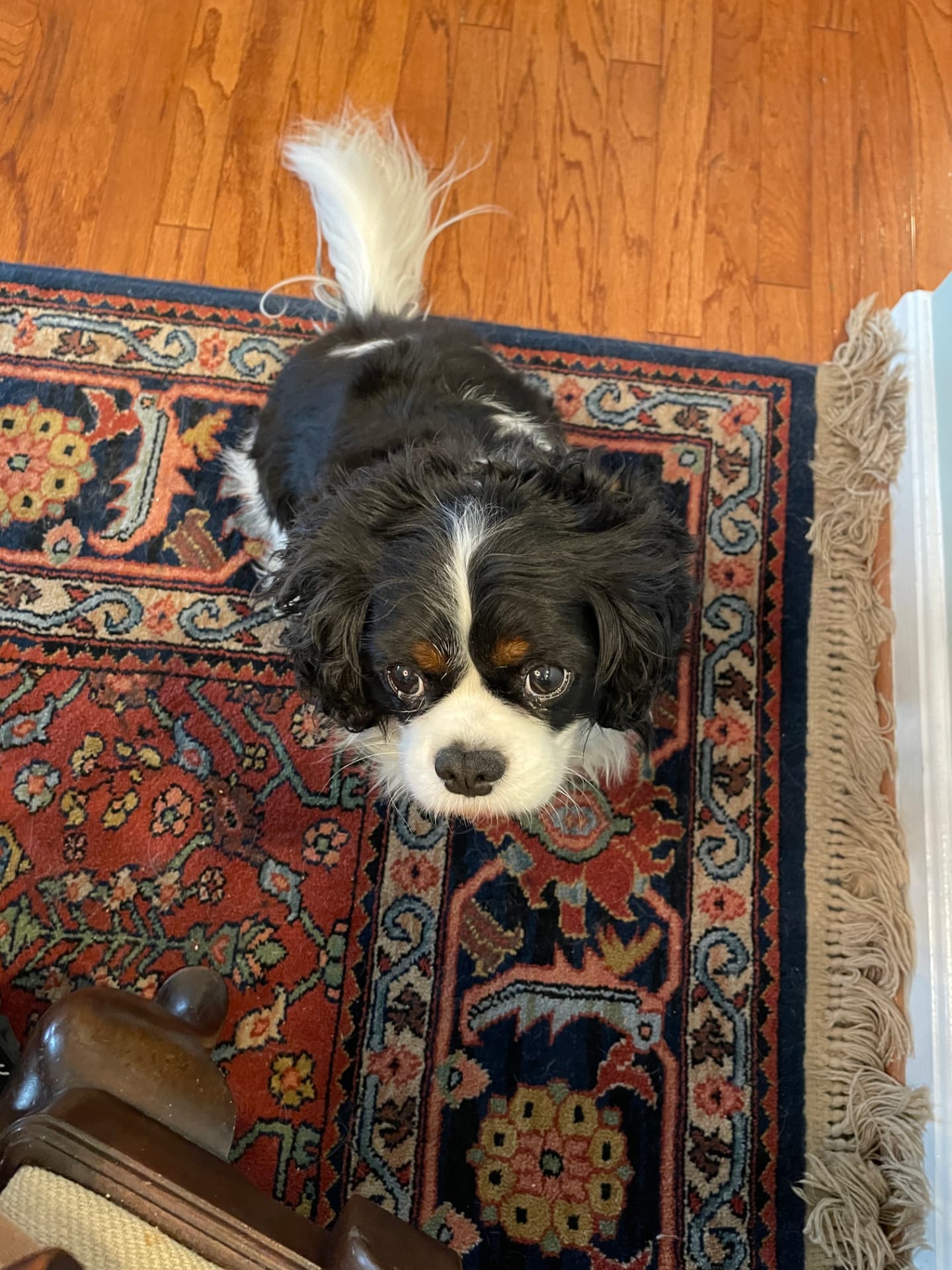Theo, a Tricolor Cavalier King Charles Spaniel