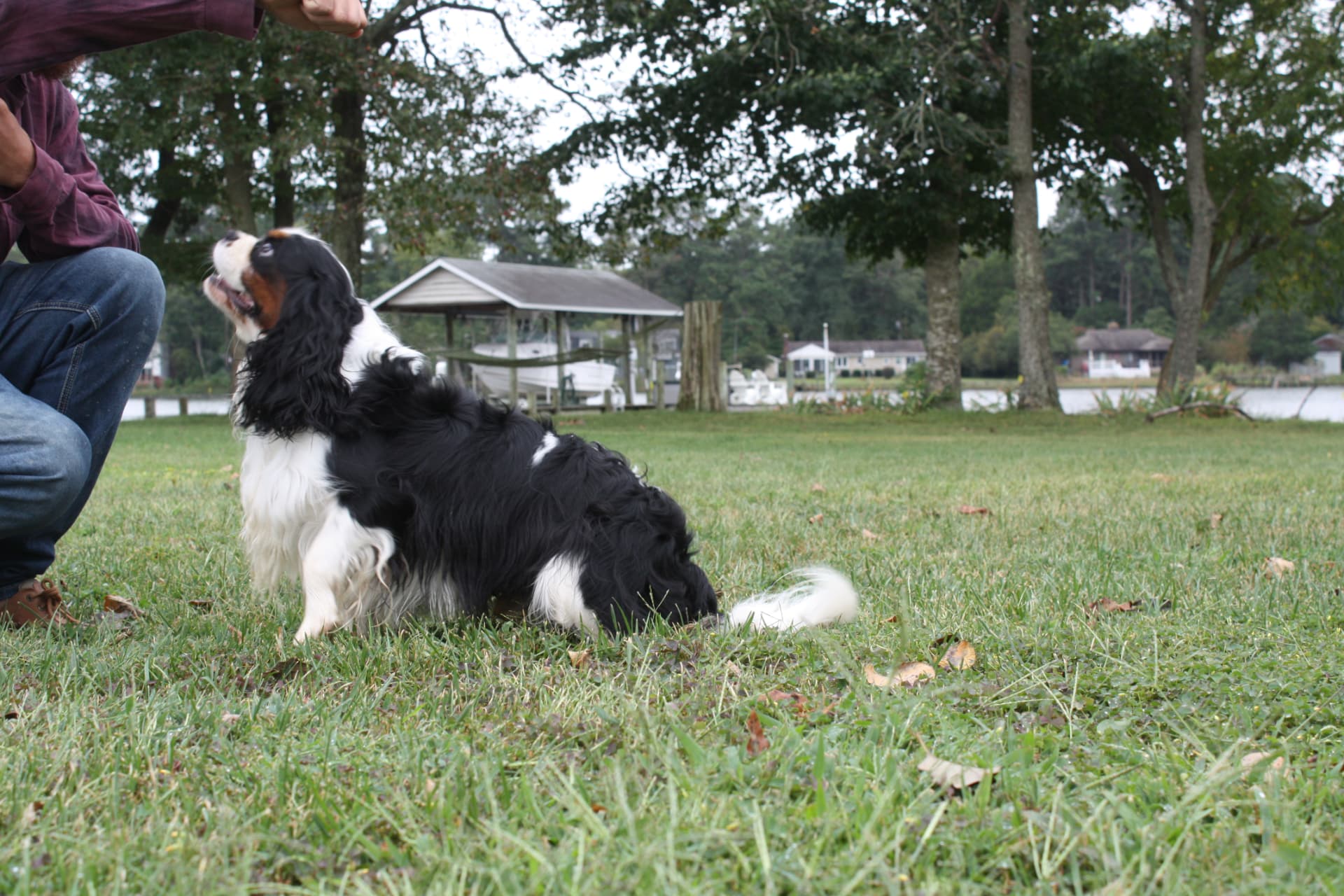 Brodie, a Tricolor Cavalier King Charles Spaniel