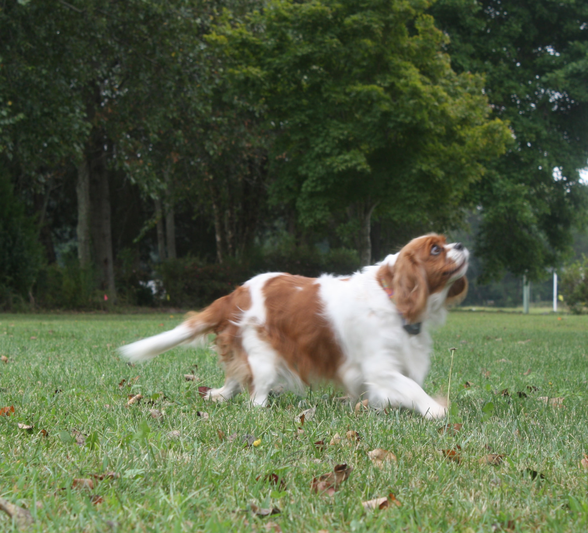 Cassidy, a Blenheim Cavalier King Charles Spaniel