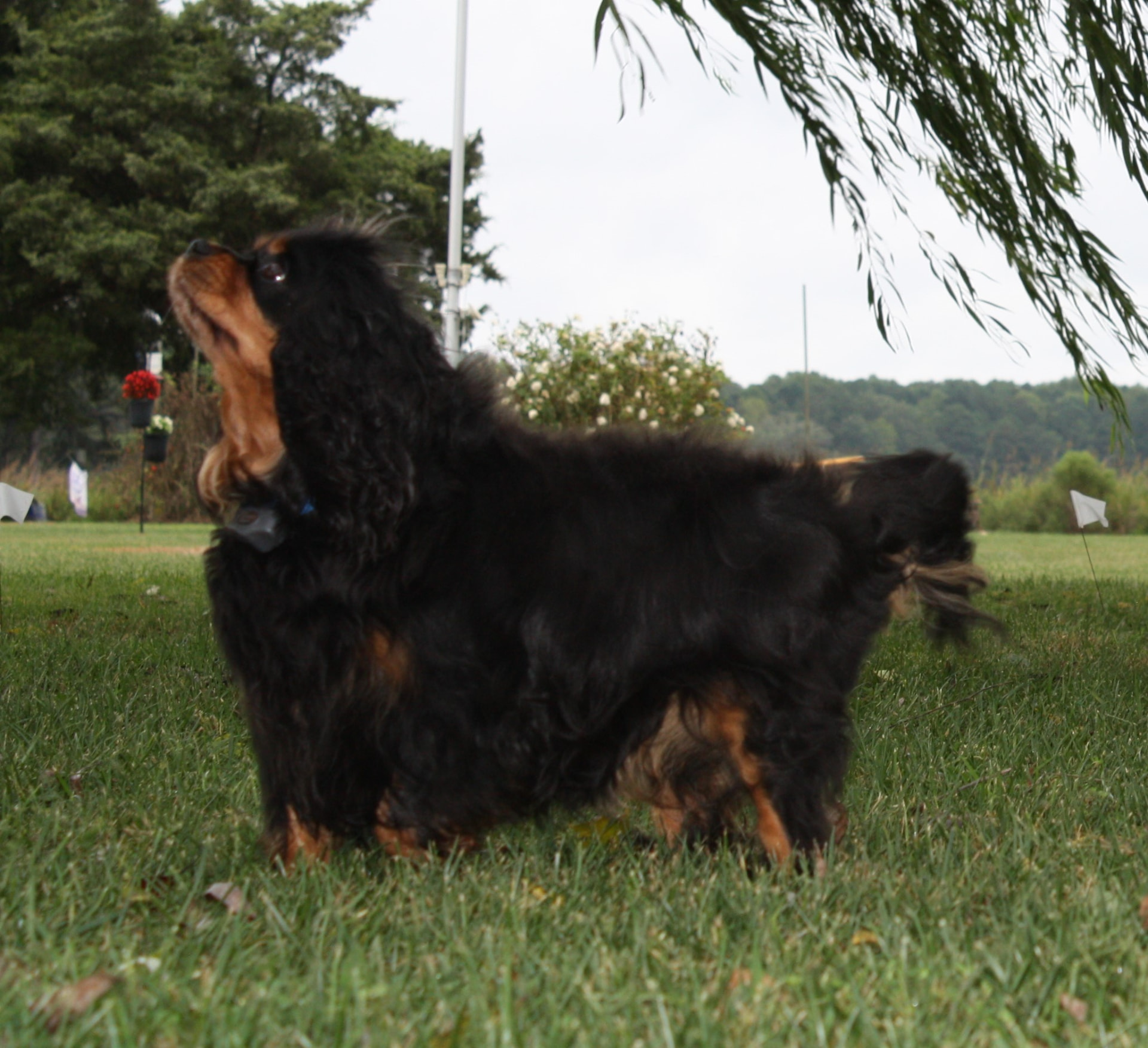 Abby, a Black & Tan Cavalier King Charles Spaniel