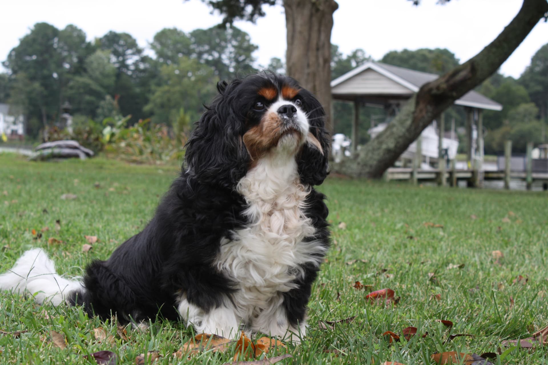 Izzie, photo 1