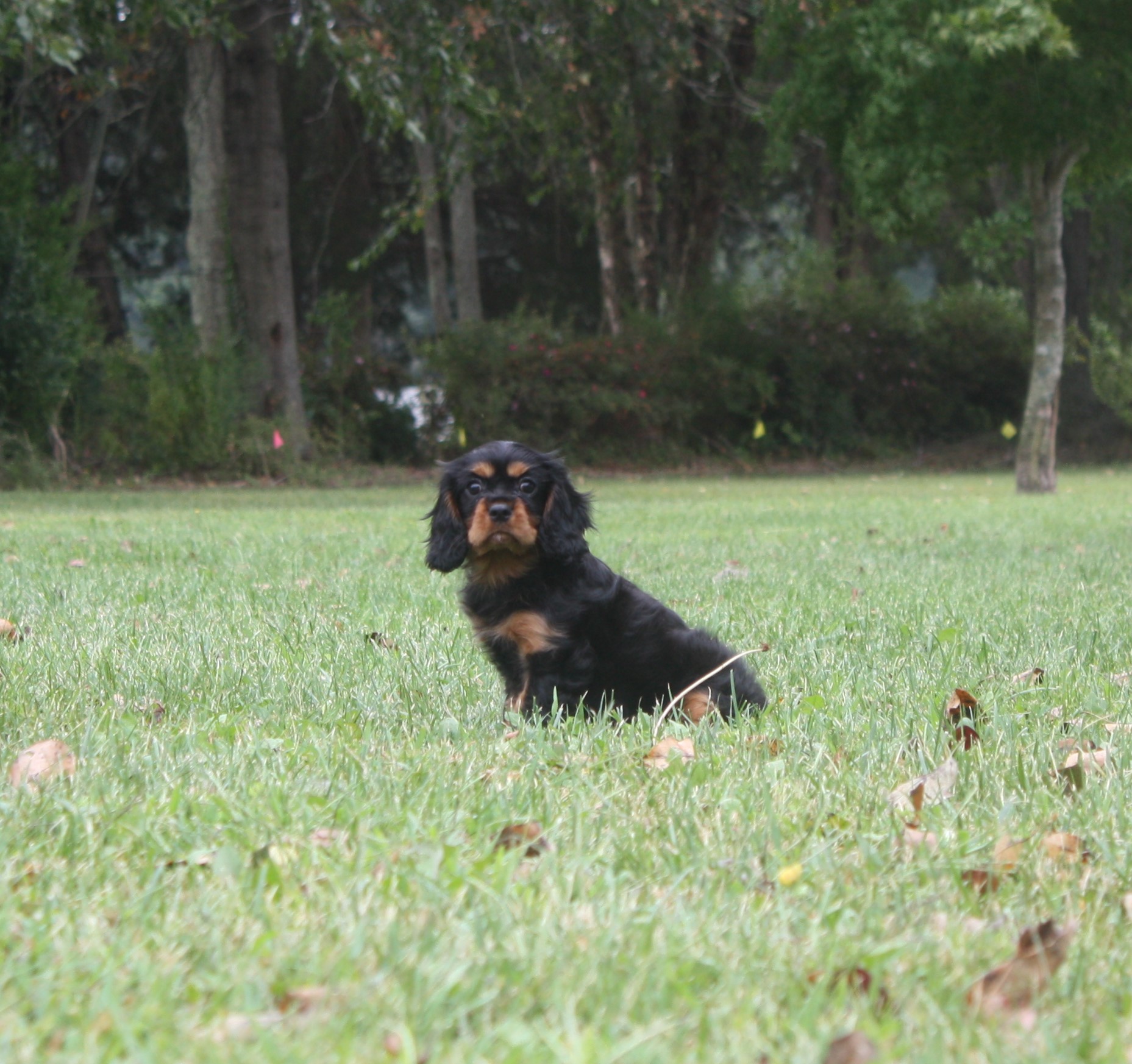 Raven, a Black & Tan Cavalier King Charles Spaniel