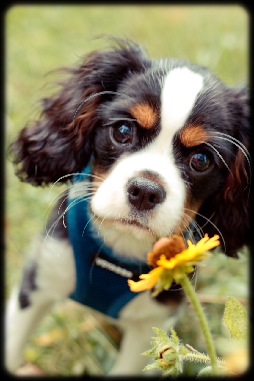 Rhodie, a Tricolor Cavalier King Charles Spaniel